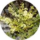 Estratto di Boswellia